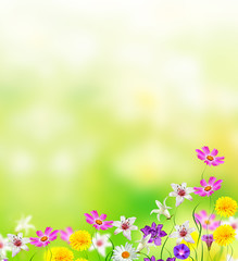 Obraz na płótnie Canvas bright daisy flowers on a background of the summer landscape.