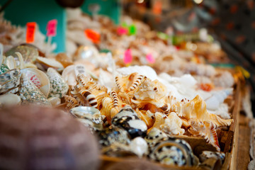 Sea shell souvenir shop selling varies kind of shells