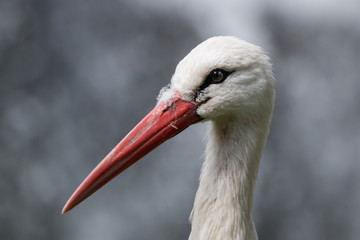 Cigogne blanche en gros plan