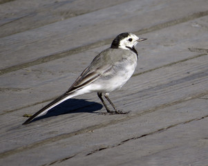 Bird