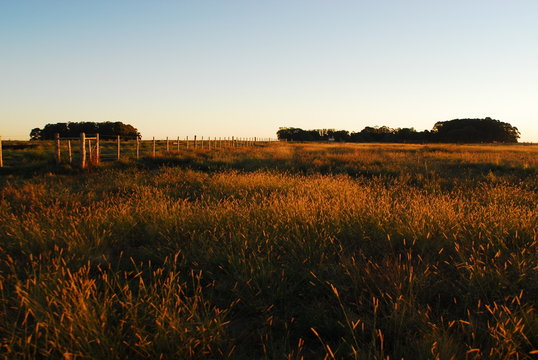 plantas y flores de la pampa humeda