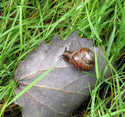 Snail