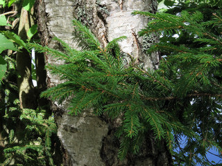 Spruce