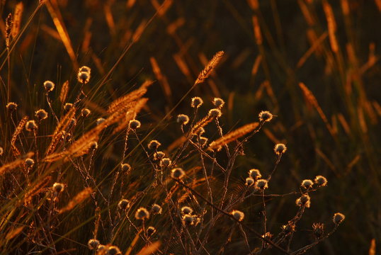 plantas y flores de la pampa humeda