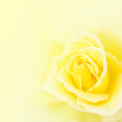 Blurred soft yellow rose background.