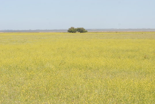 Plantas y Flores autoctonas del oeste de Buenos Aires