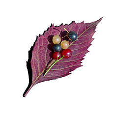 Multicolored currant on leaf