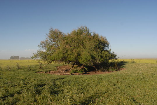 Arbol de Tamarisco