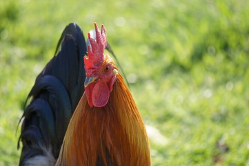 gallo