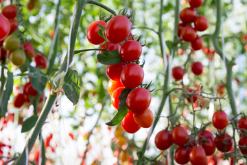 Tomatoes in the garden,Vegetable garden with plants of red tomatoes. Ripe tomatoes on a vine, growing on a garden. Red tomatoes growing on a branch.