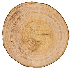 Fototapeta premium Cross section of tree trunk isolated on white background