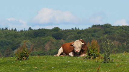 A big bull on his grass hill - the real Ferdinand