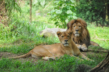 Lion couple