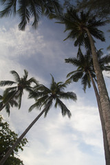 Palm trees against the background of the sky