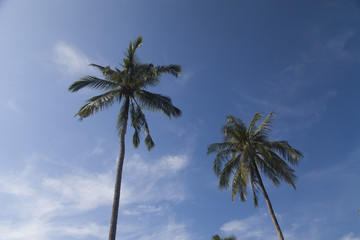 Palm trees against the background of the sky