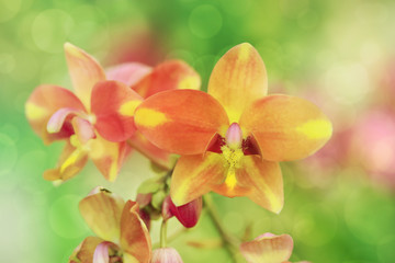 Coral pink color Spathoglottis or Ground orchid flower, soft foc