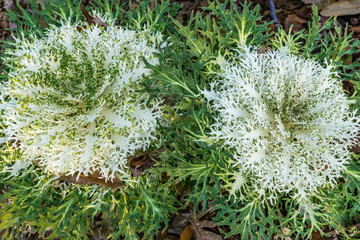 White Flower Plant