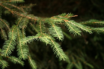 Tannenzweig