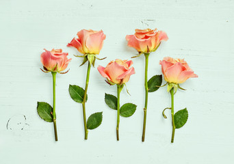 pink roses on blue wooden background