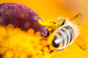 Hard working bee pollinates flower in extreme macro
