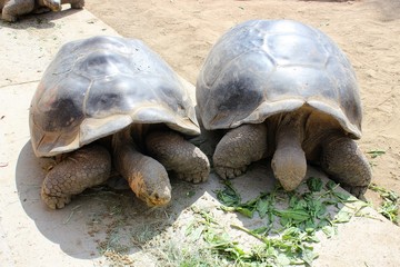 Galapagos Tortoise