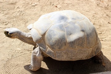 Galapagos Turle