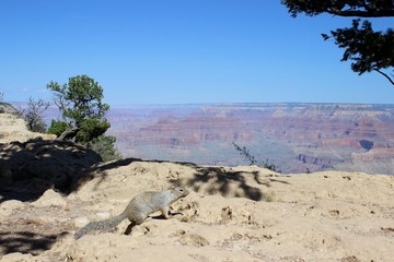 Squirrel Grand Canyon