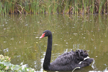 Black swan (Cygnus atratus) in a little poo