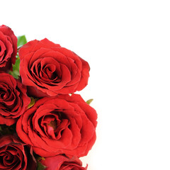Close up of red roses on white background.