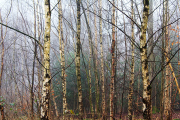 English woodland on a foggy misty morning