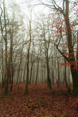 English woodland on a foggy misty morning