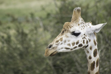Head shot of baby giraffe