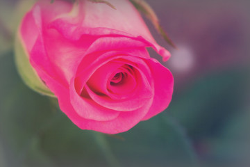 Delicate beautiful rose on a plain background