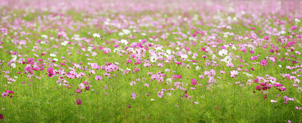 Obraz na płótnie Canvas Beautiful pink cosmos flowers full field