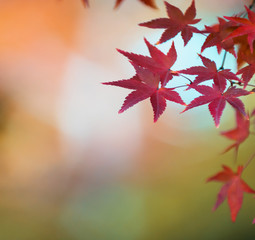 autumn leaves, very shallow focus