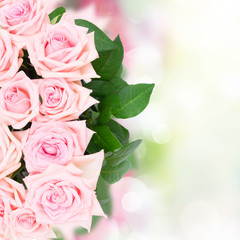Pink blooming rose flowers and leaves border over garden bokeh background