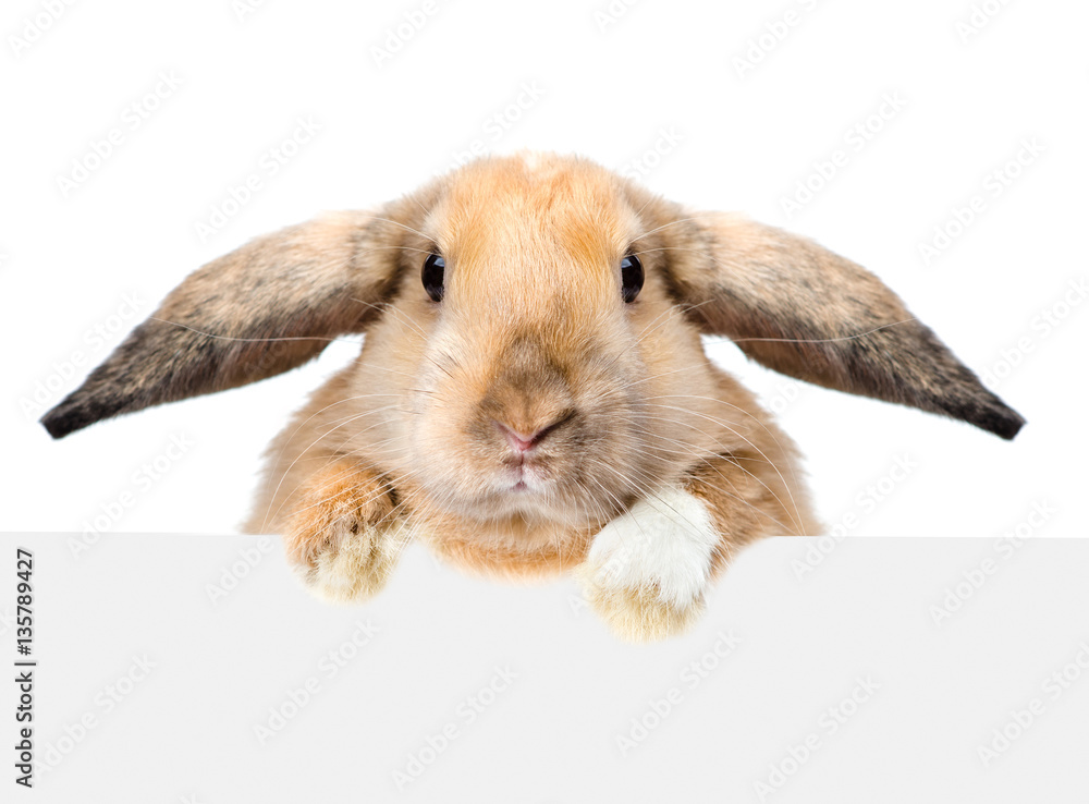 Poster rabbit looking over a signboard. isolated on white background