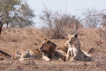 Naklejka na ściany i meble lion, panthera leo, Kruger national park, South Africa