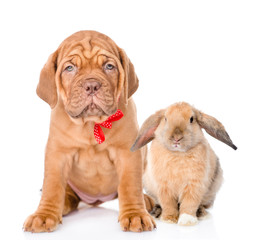 Dog and rabbit sitting together. Isolated on white background