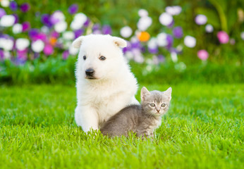 Puppy and kitten sitting on green grass