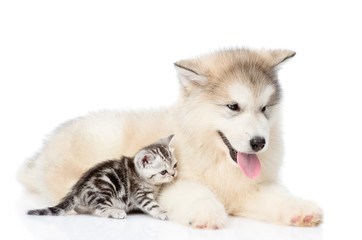 Baby kitten lying with Alaskan malamute puppy. isolated on white