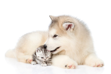 Fototapeta premium Alaskan malamute puppy licks a kitten. isolated on white background