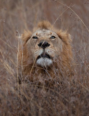lion, panthera leo, Kruger national park, South Africa