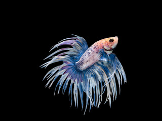 Betta fish, moving moment of Siamese fighting fish isolated on b