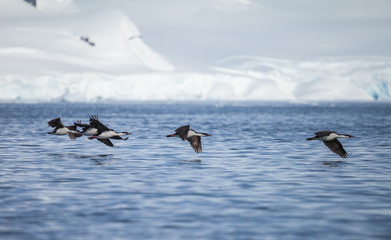 blue-eyed cormorant in  antarctica