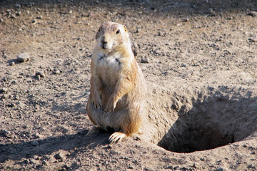 Prairie dog