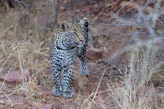leopard, panthera pardus, Kruger national park, South Africa