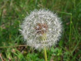 Obraz premium Dandelion on a background of forest