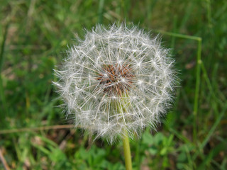 Dandelion on a background of forest