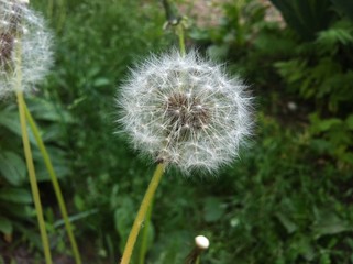 Dandelion on a background of grass